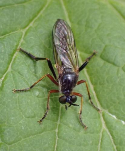 Dioctria rufipes